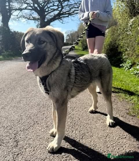 Meet Mars, currently residing in Cheshire photo 2