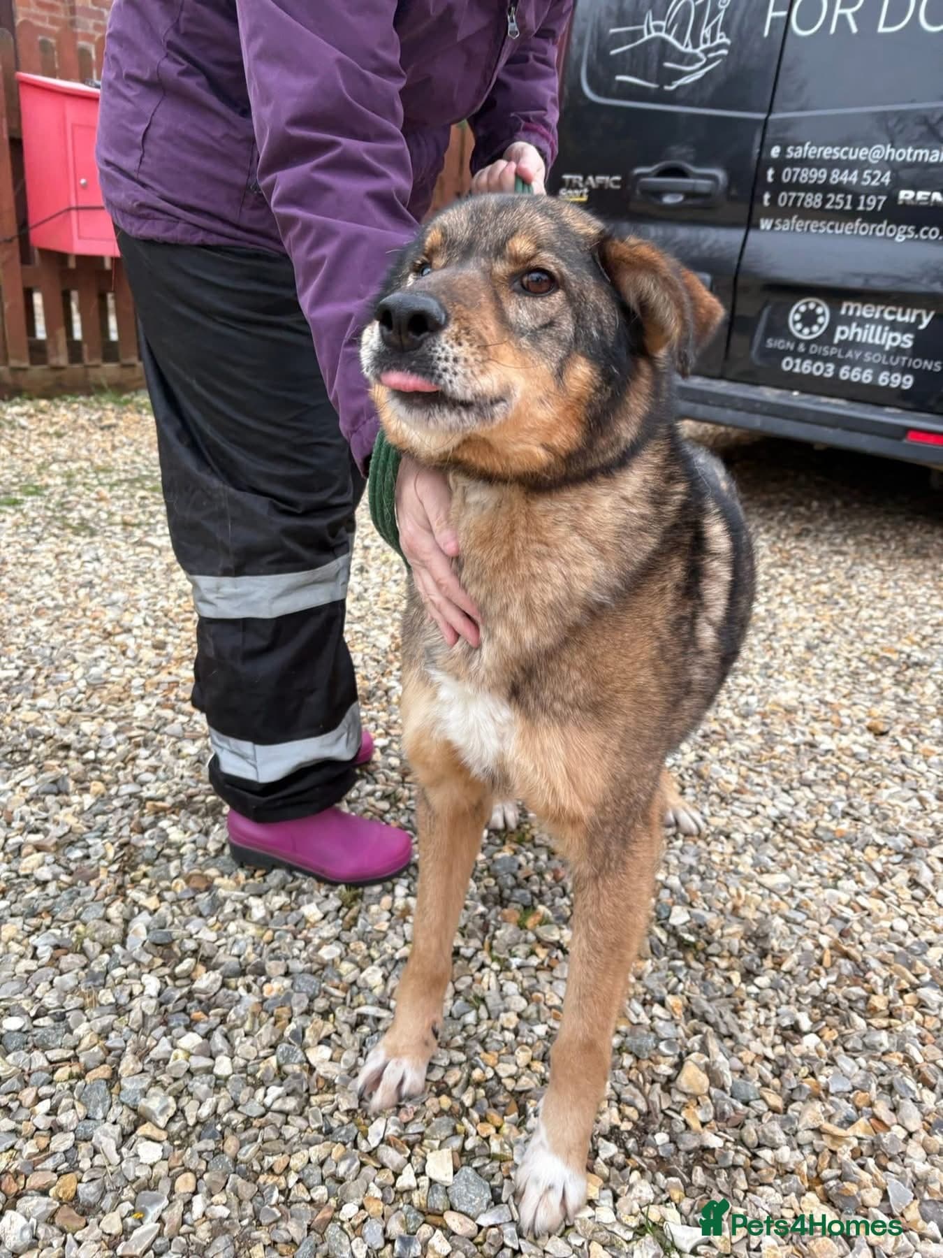 Rufus - Taverham Norfolk photo 10