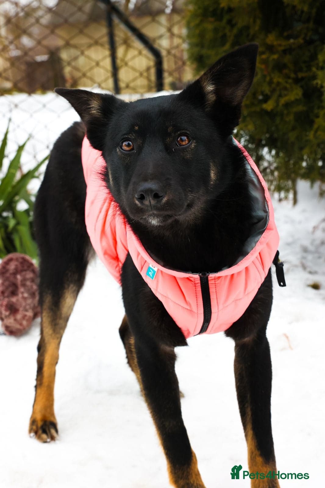 ️ADELE❤️11-month lower-medium soft natured girl photo 2