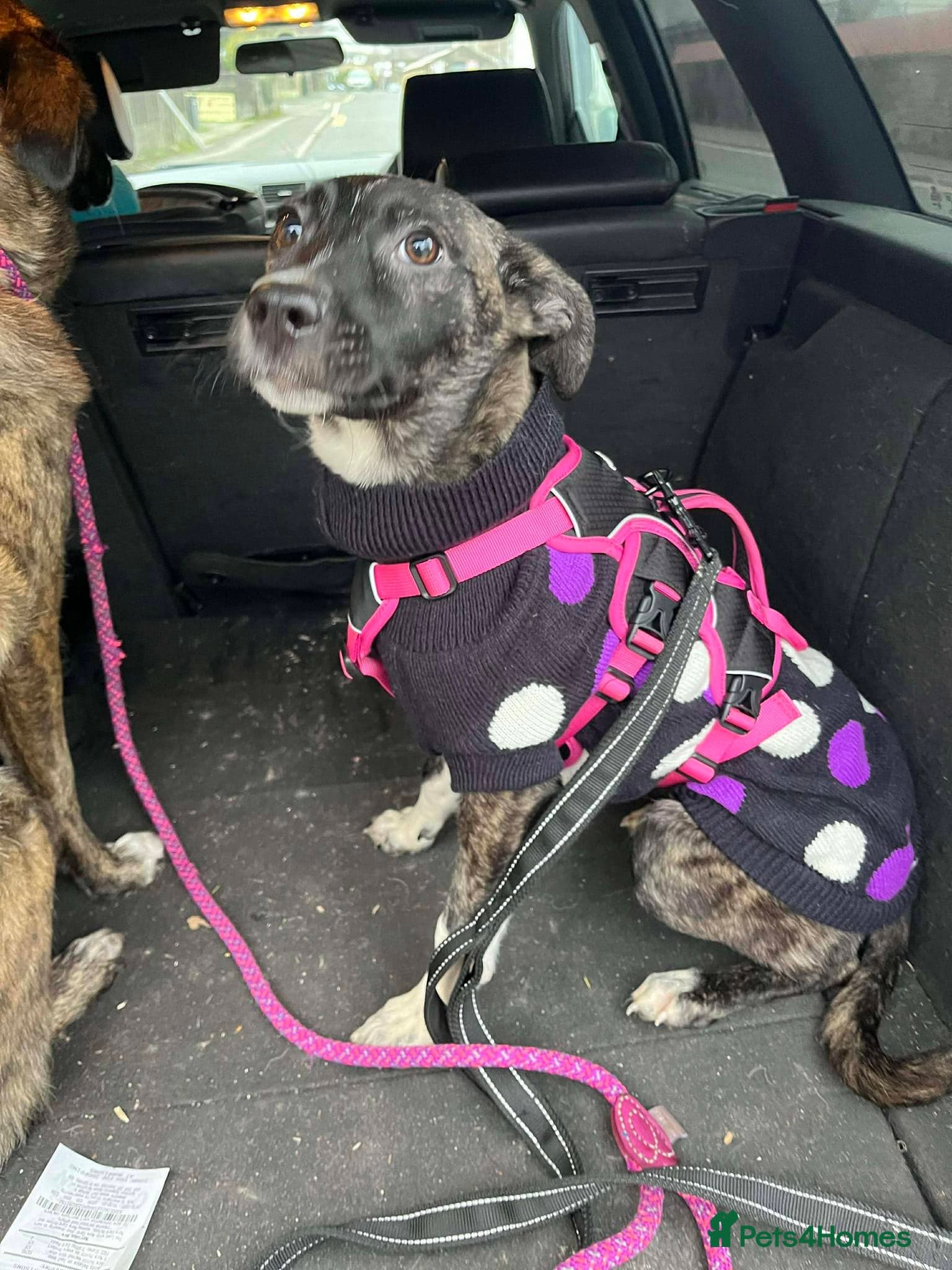 Trusty Tonks photo 4