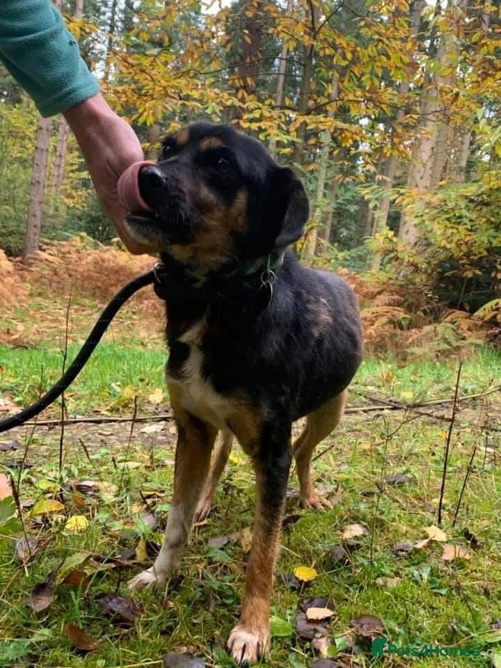 Paddy - Norwich Norfolk photo 12