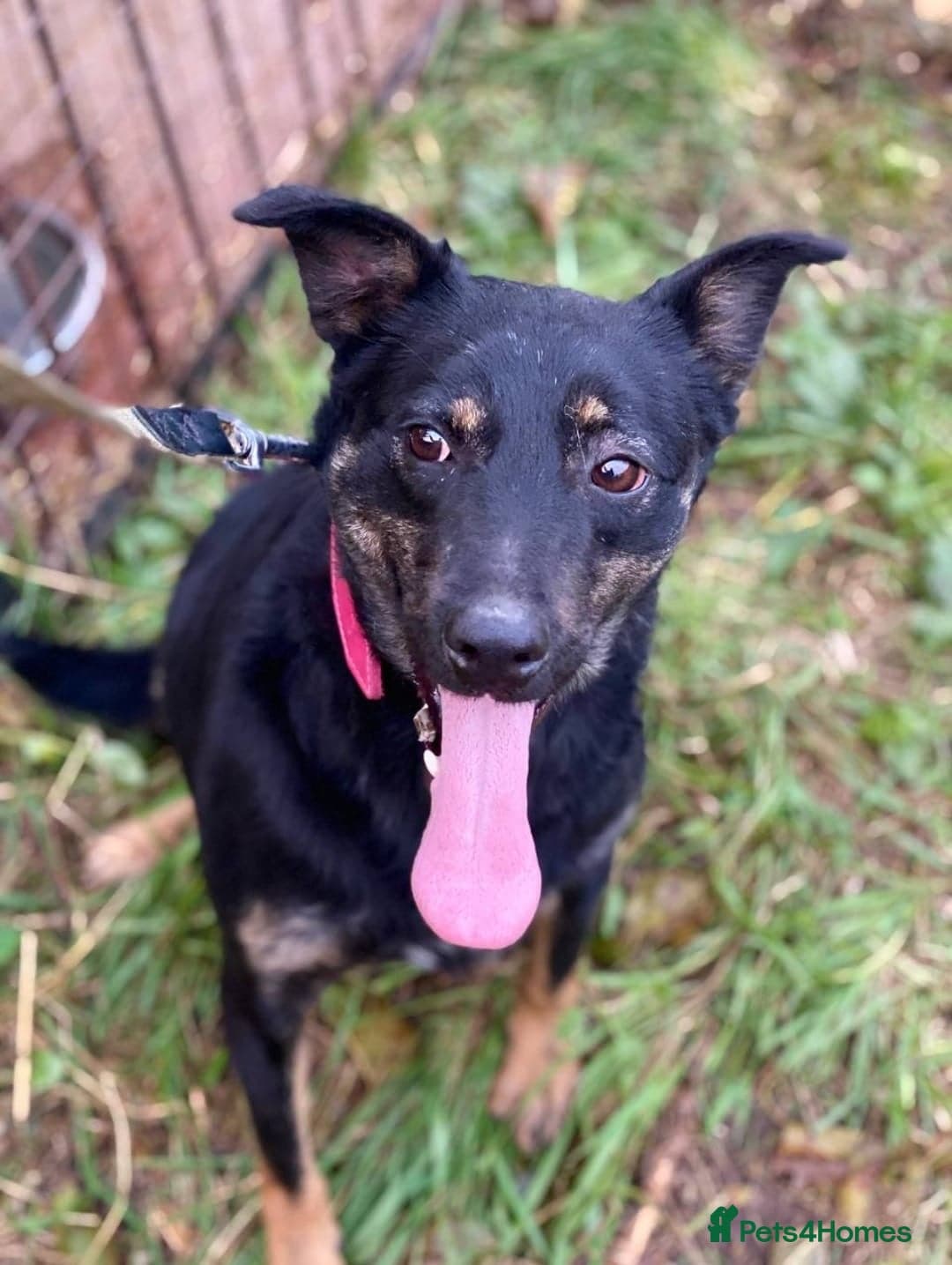 οΈπΆ rosie photo 7