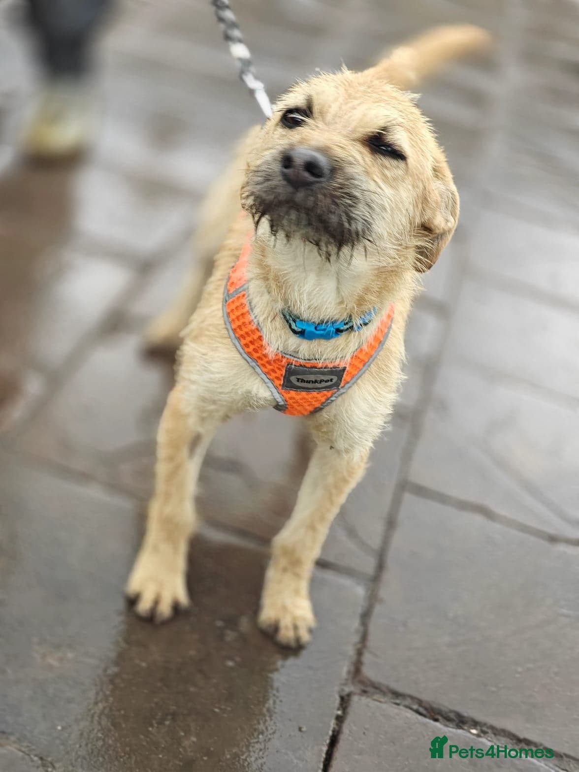 οΈπΆ bekki photo 19