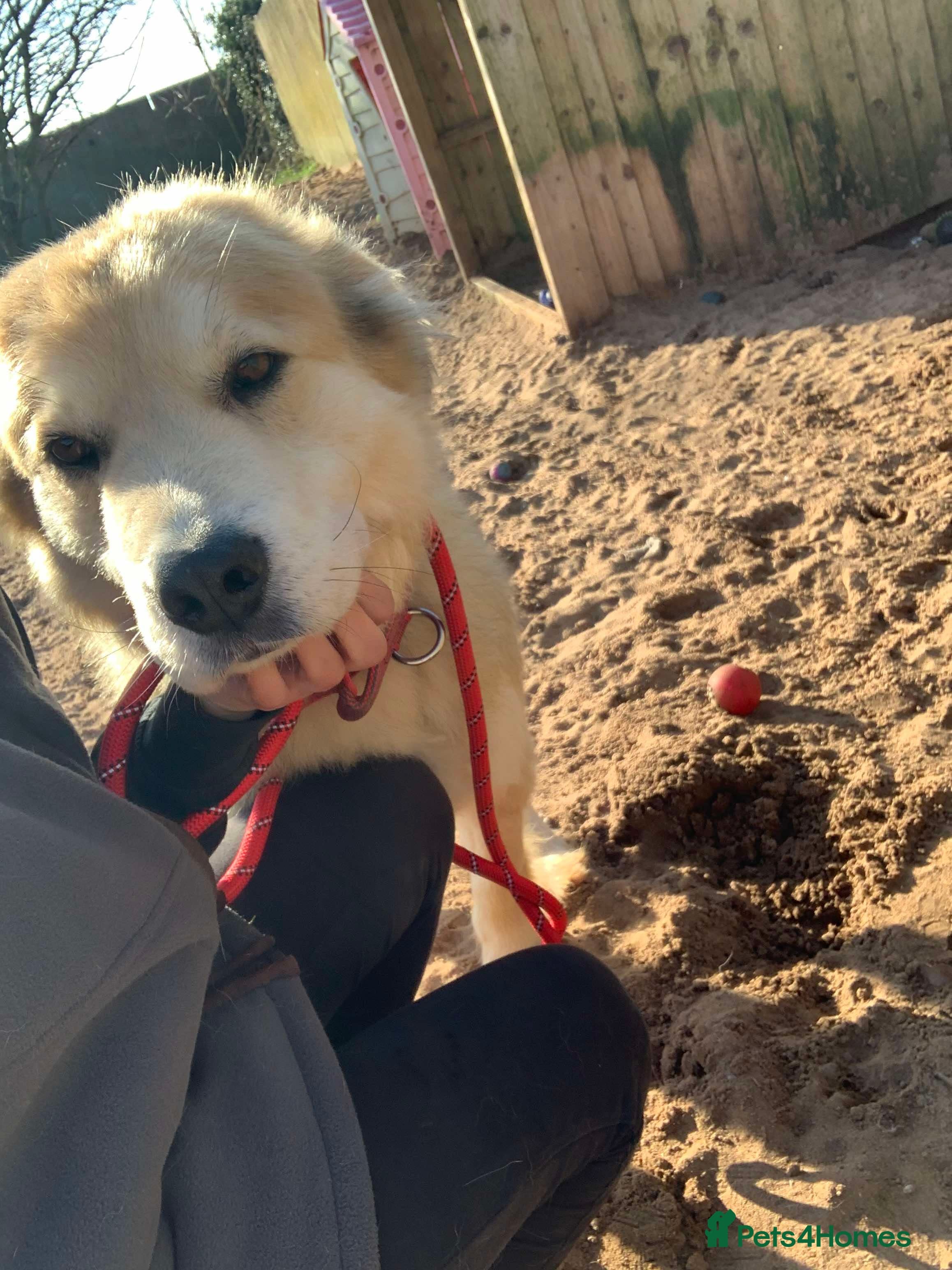 Meet Paddy, currently residing in Cheshire photo 9