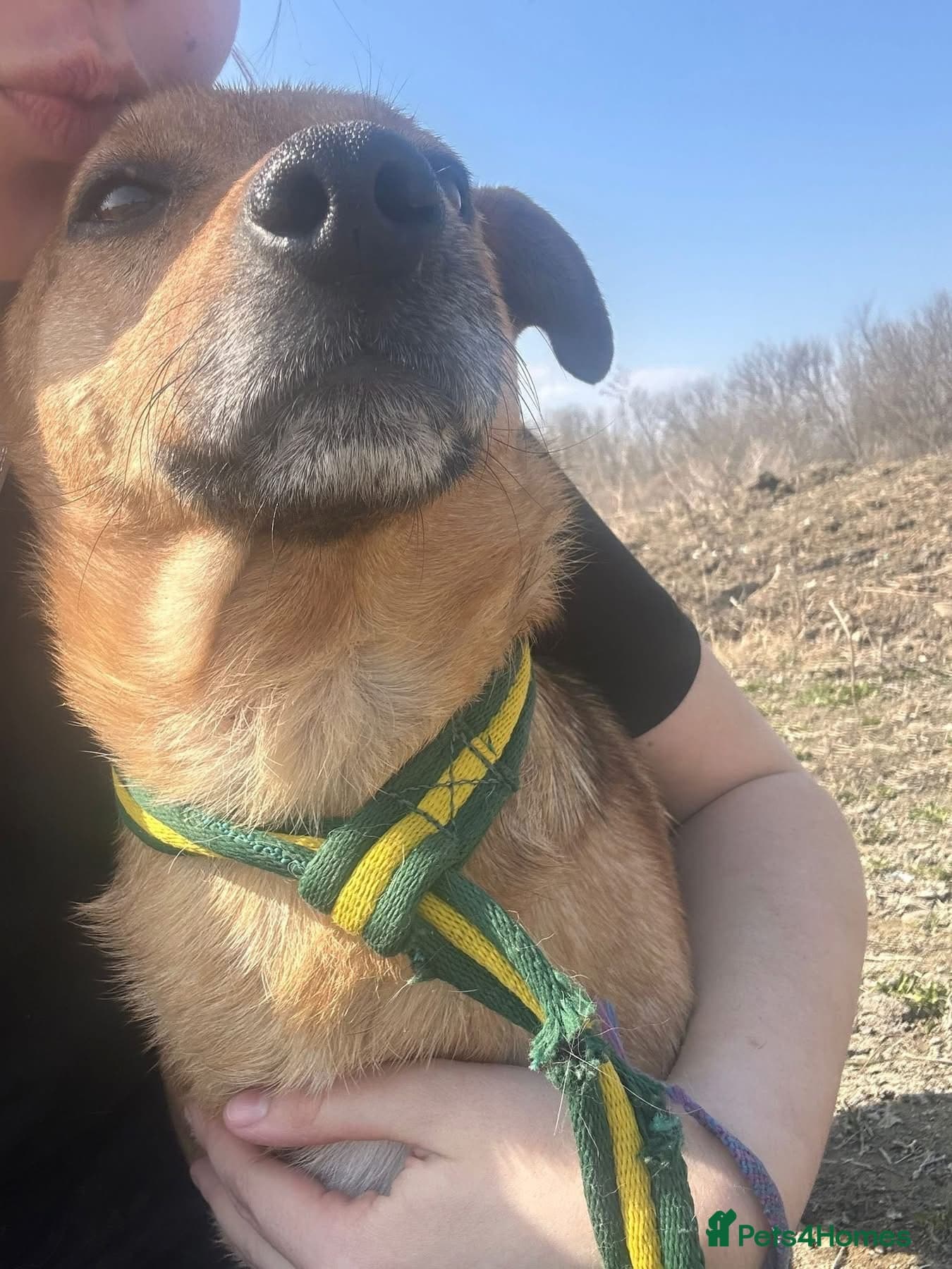 Terry - Norwich Norfolk photo 5