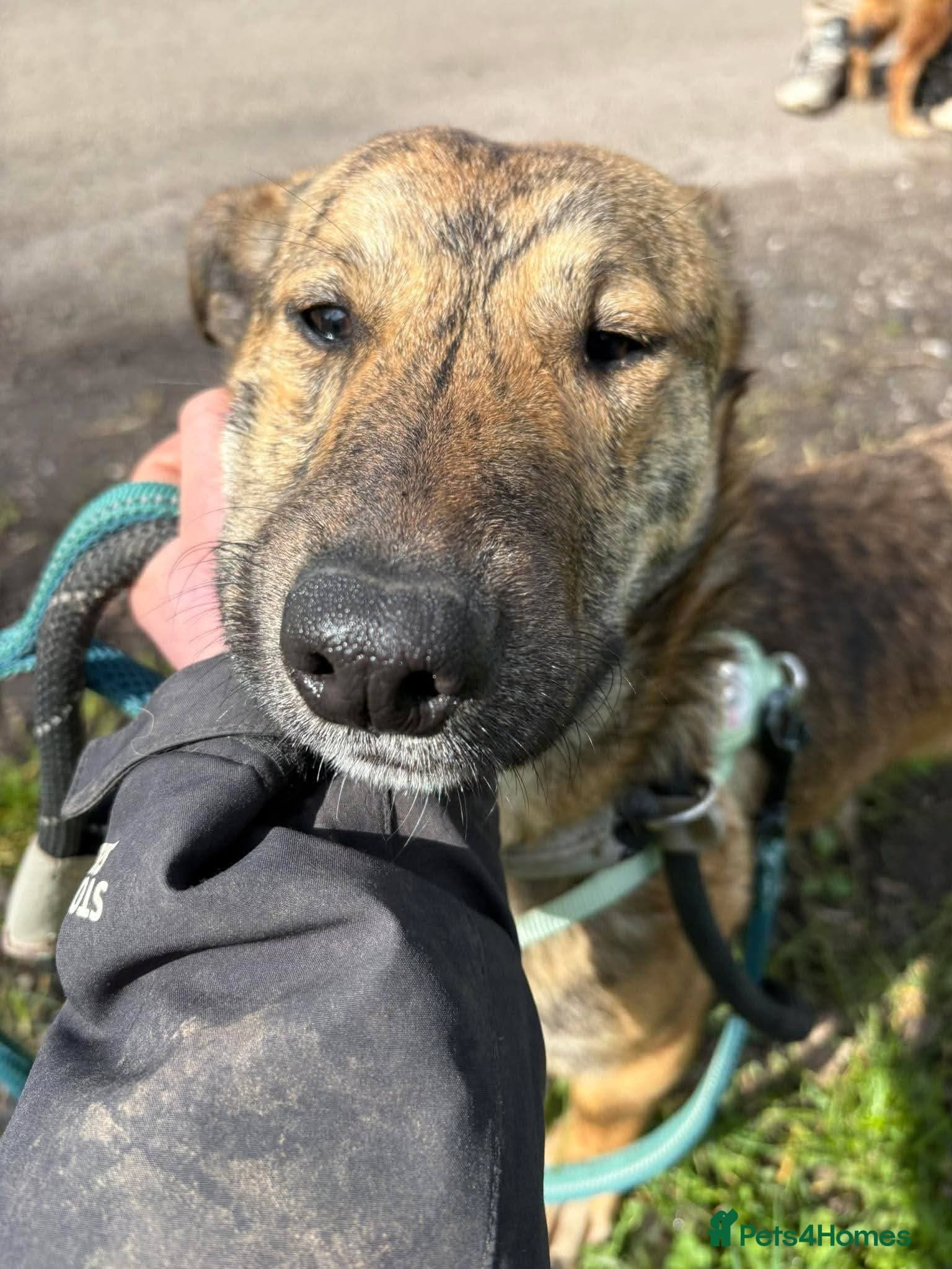 Meet Finn, currently residing in Cheshire photo 8