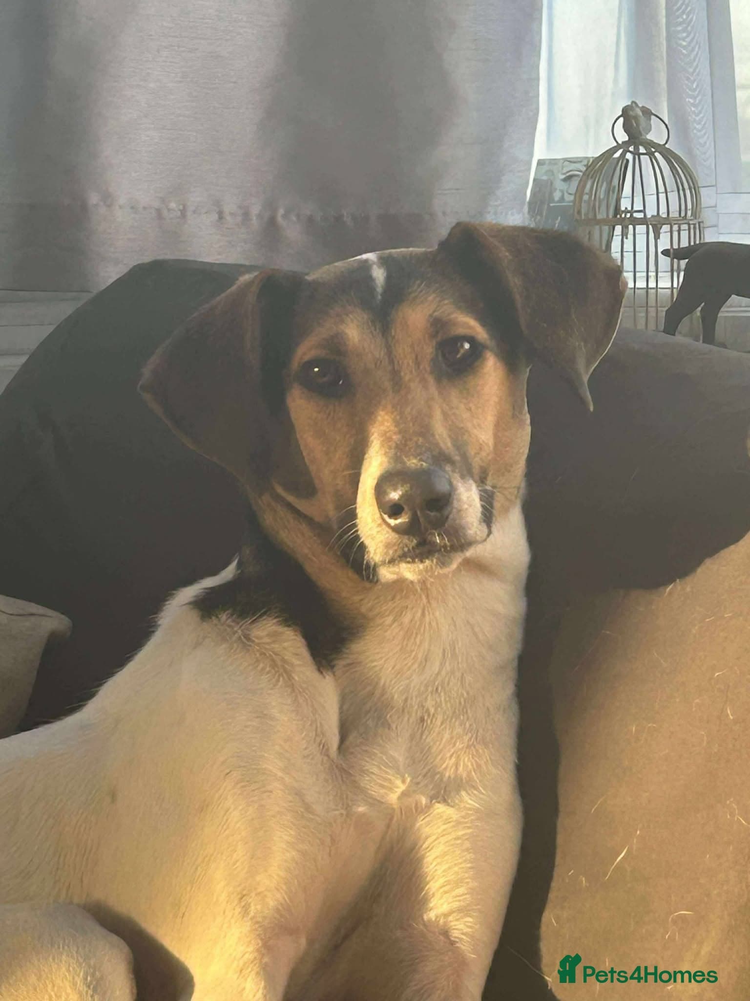 Nora — Mixed Breed