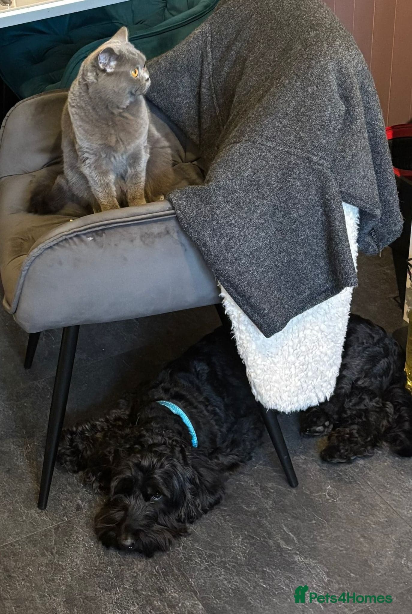 FOSTER or ADOPT๐JACK๐- 4.5-year-old Cockapoo boy photo 11