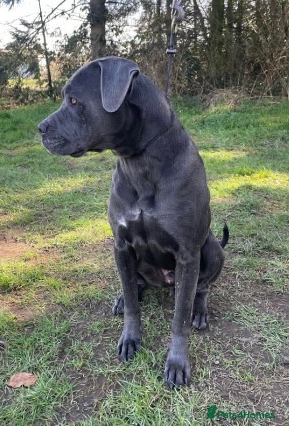 Meet Sky, currently residing in Merseyside — Mixed Breed