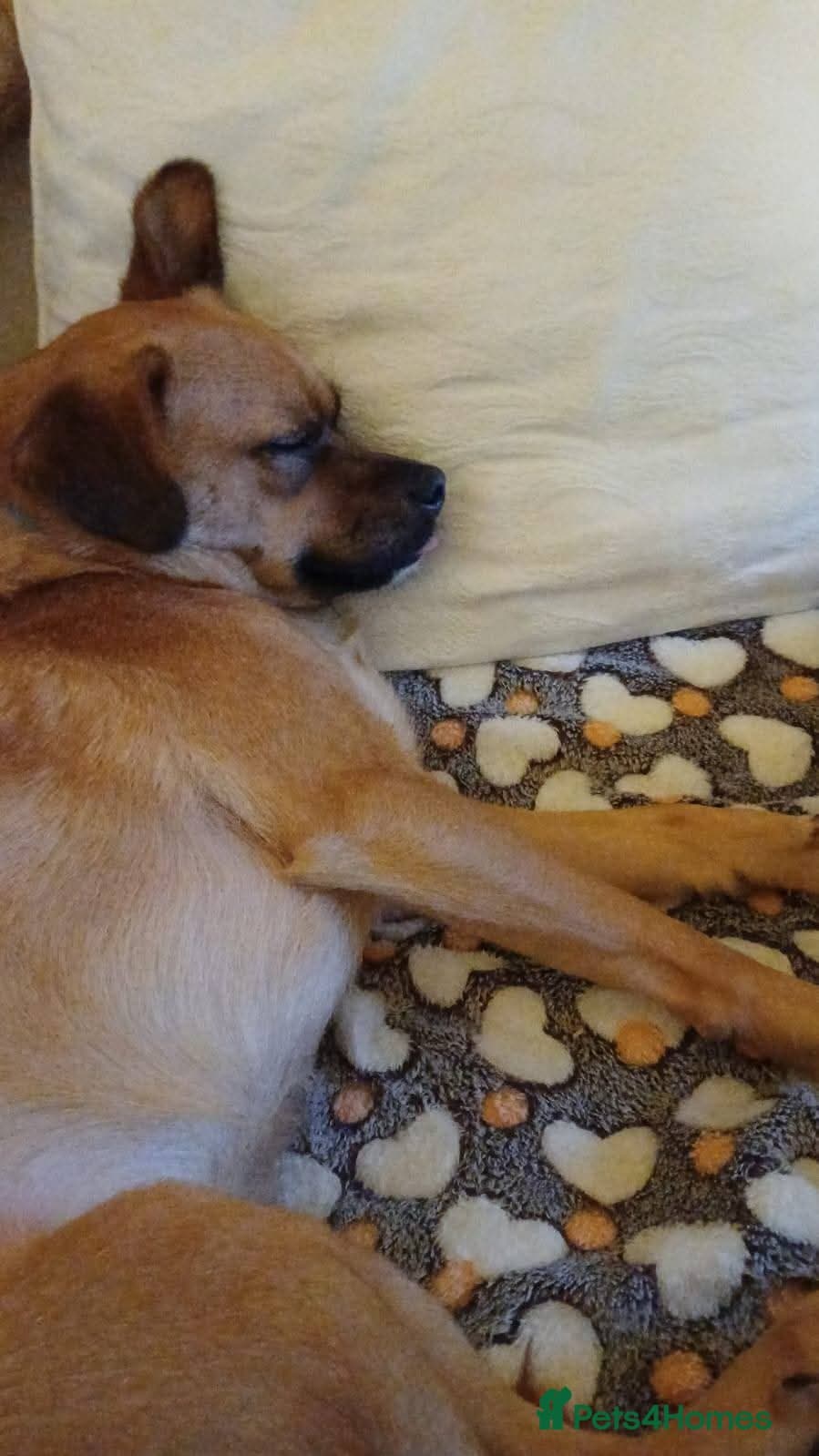 Meet Jaspher, currently residing in Edinburgh photo 11