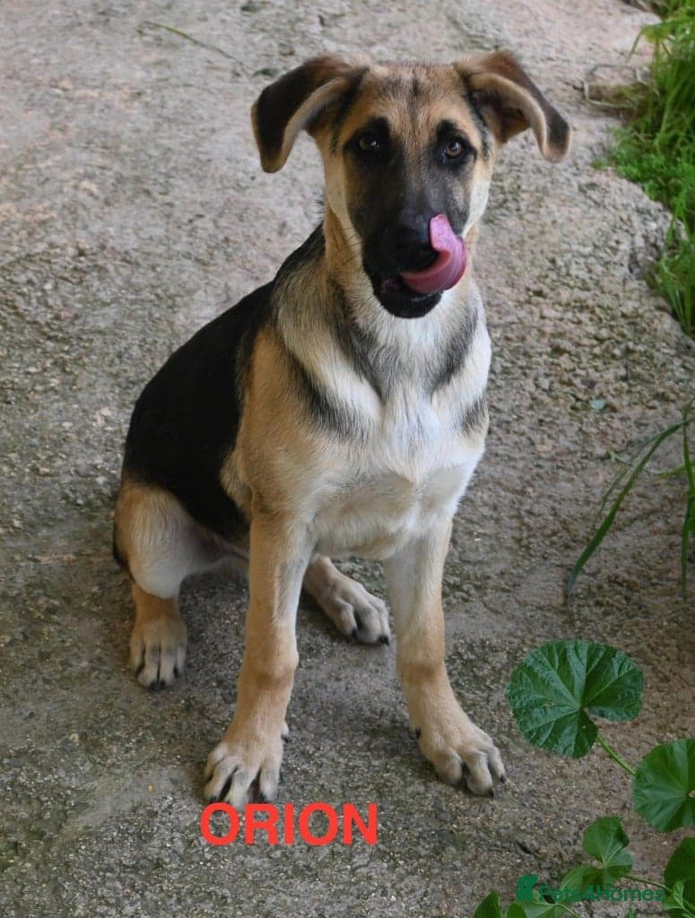 Magnificent Orion 6 moths old photo 3