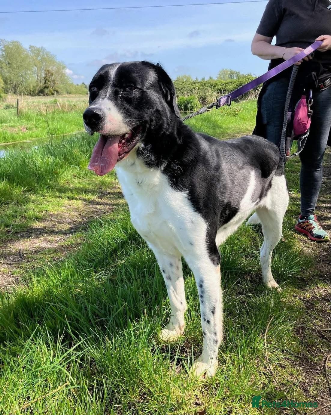 Caleb - our gentle giant๐ photo 9