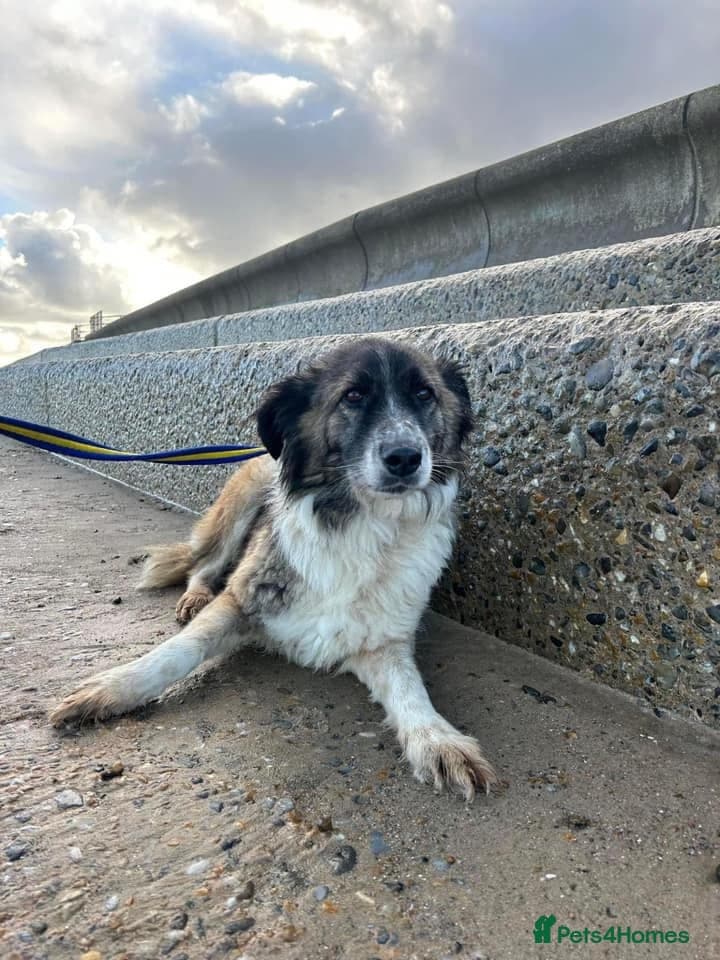 Hilda - Norwich Norfolk photo 31