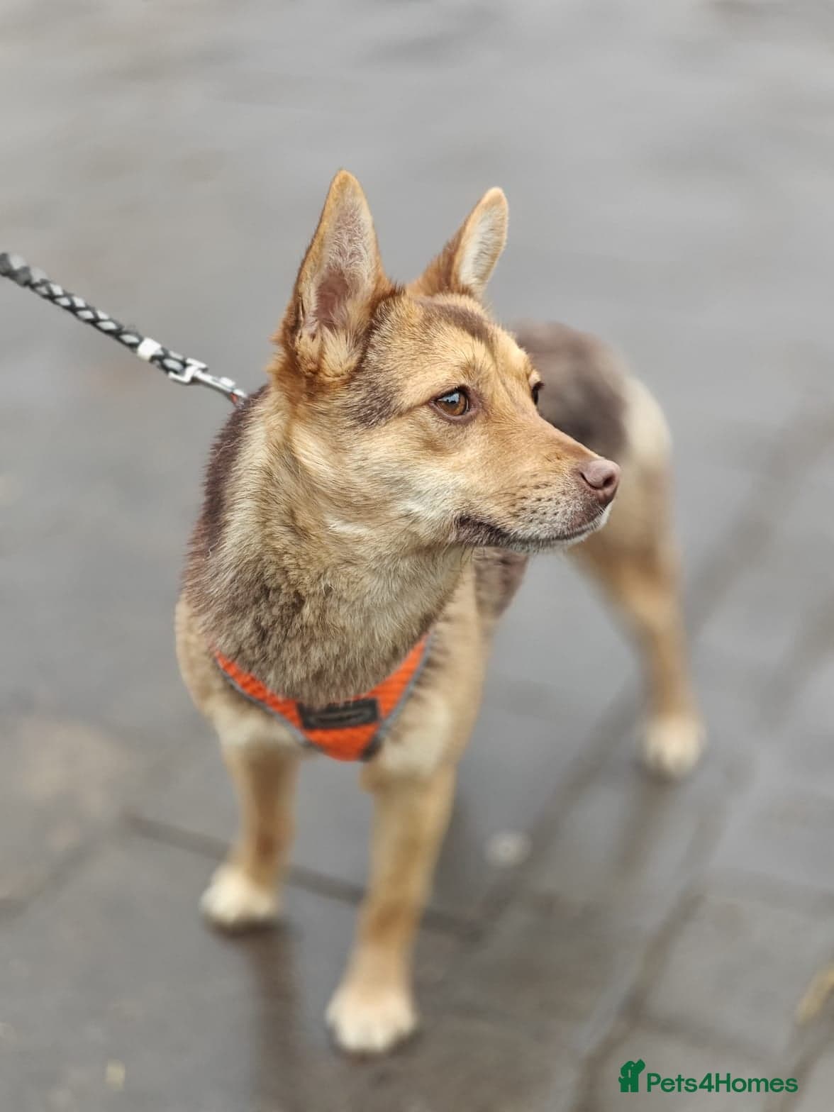 ๏ธ๐ถ rudya photo 3