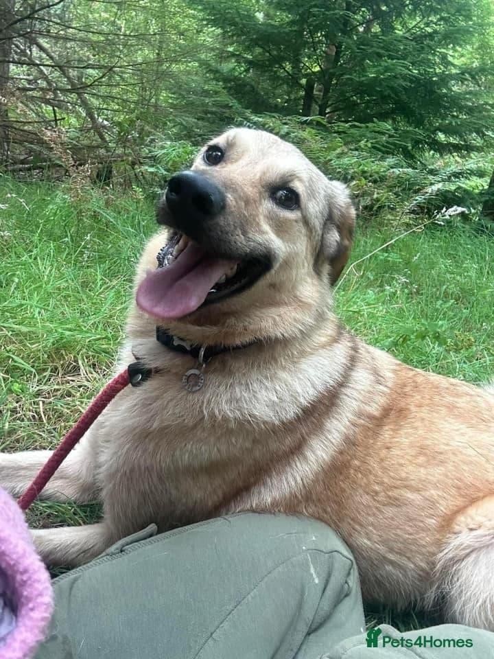 Pettern - Norwich Norfolk photo 29