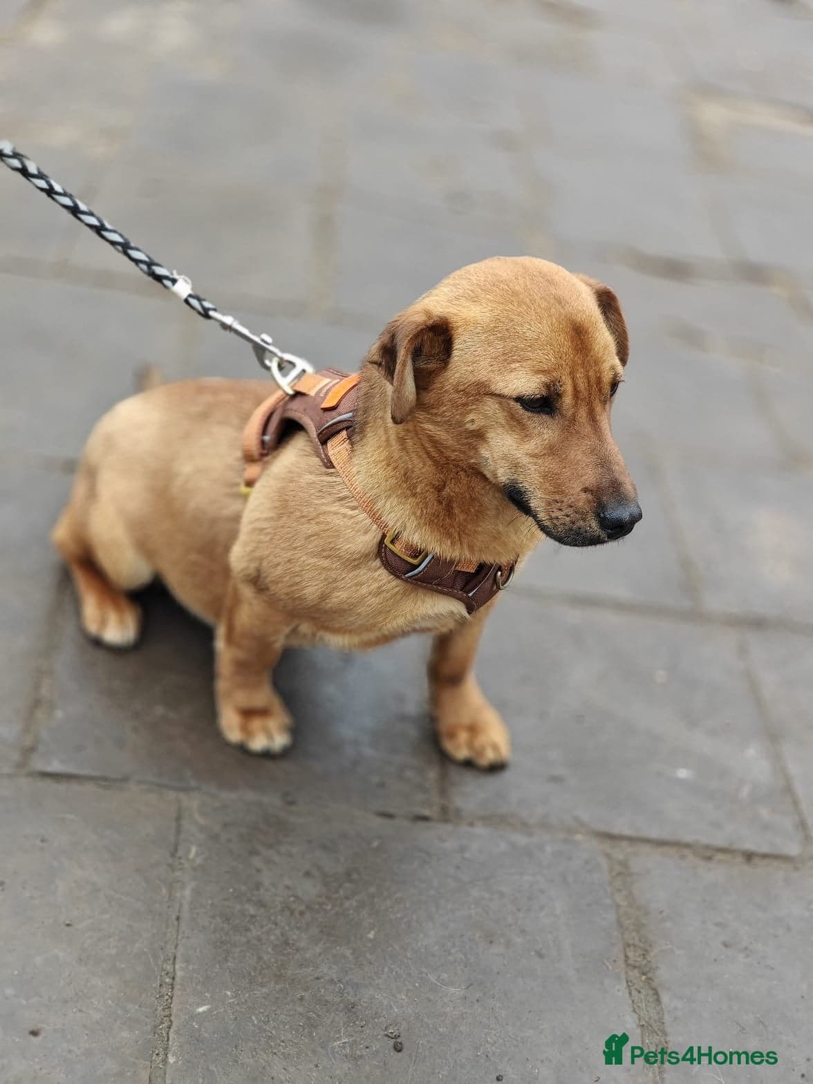 Lolik β Mixed Breed