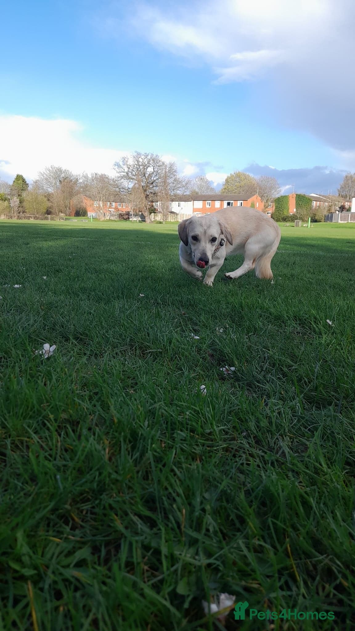 Roxanne - reserved photo 4