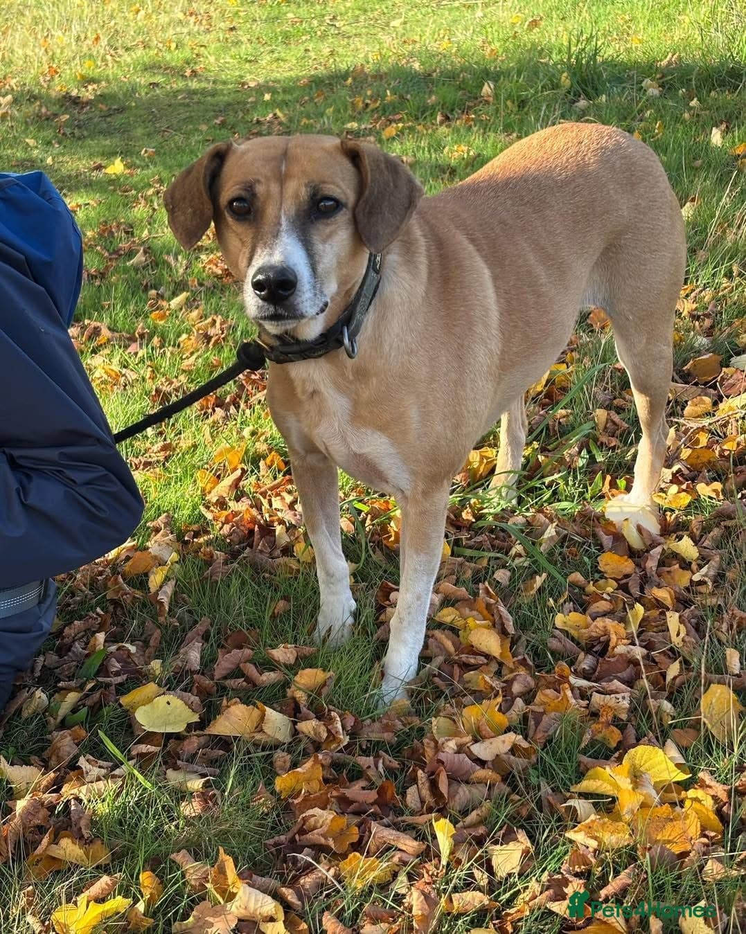 Shandy, a real sweetheart π§‘ photo 7