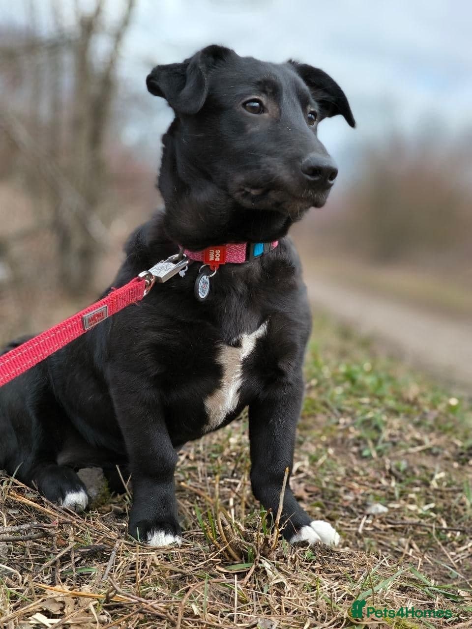 οΈπΆ masha photo 17