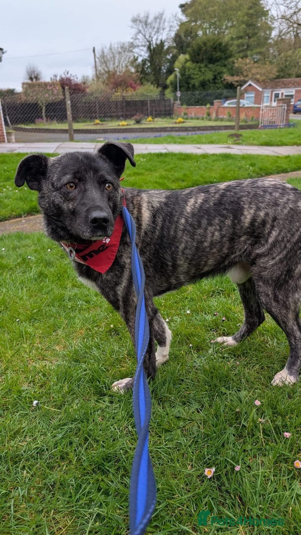 Jasper - Norwich Norfolk photo 13