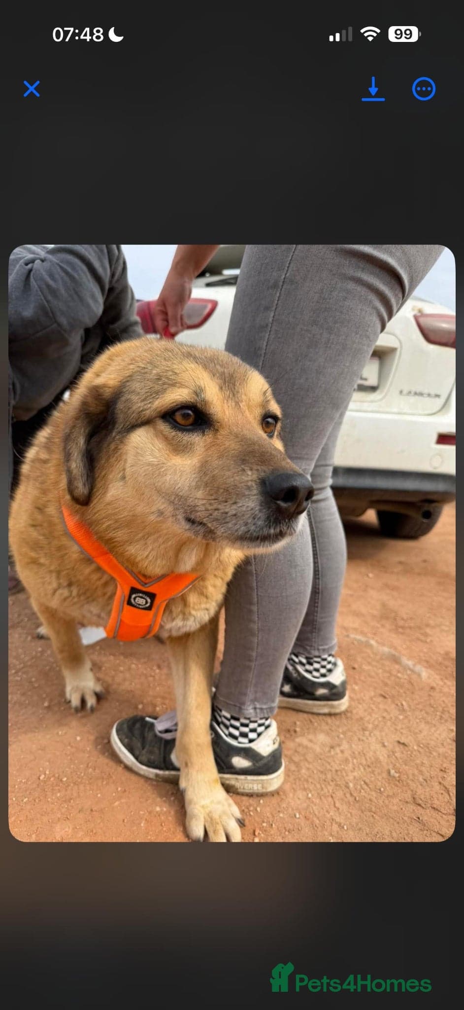 Sweet Muffin — Mixed Breed