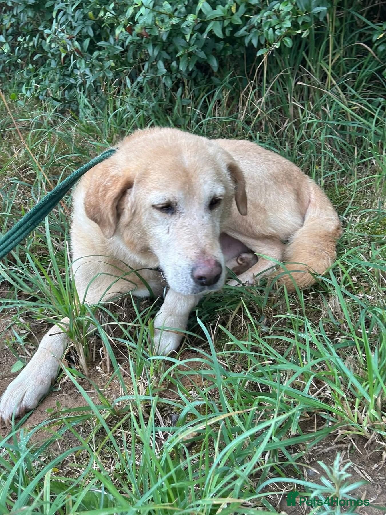 Rupert - Norwich Norfolk photo 12