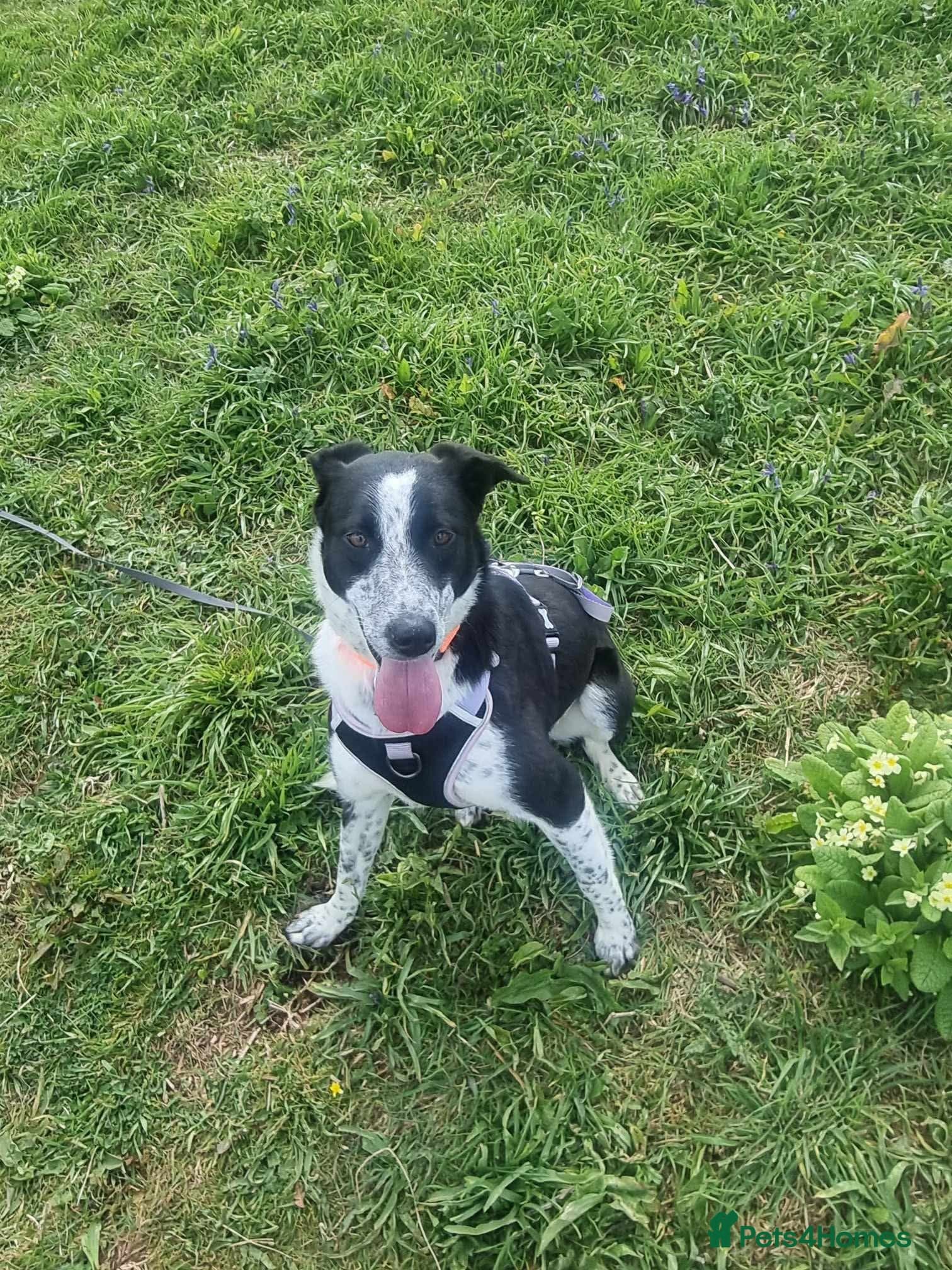 Pretty Mindy. Reserved STC. photo 2