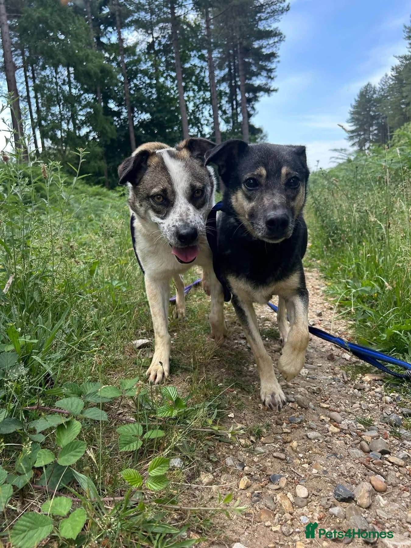 Joey - Norwich Norfolk photo 12