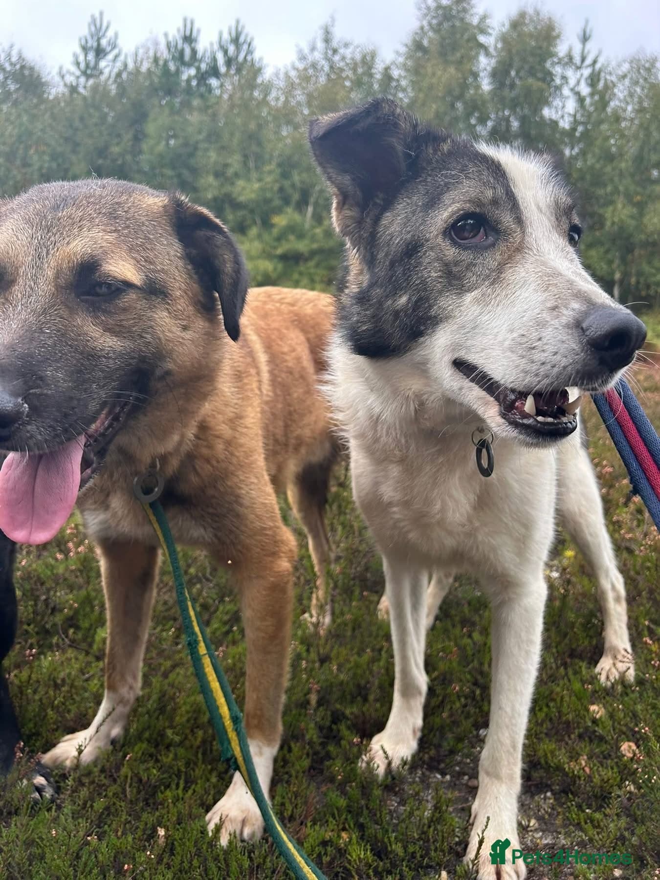 Matteo - Norwich Norfolk photo 11