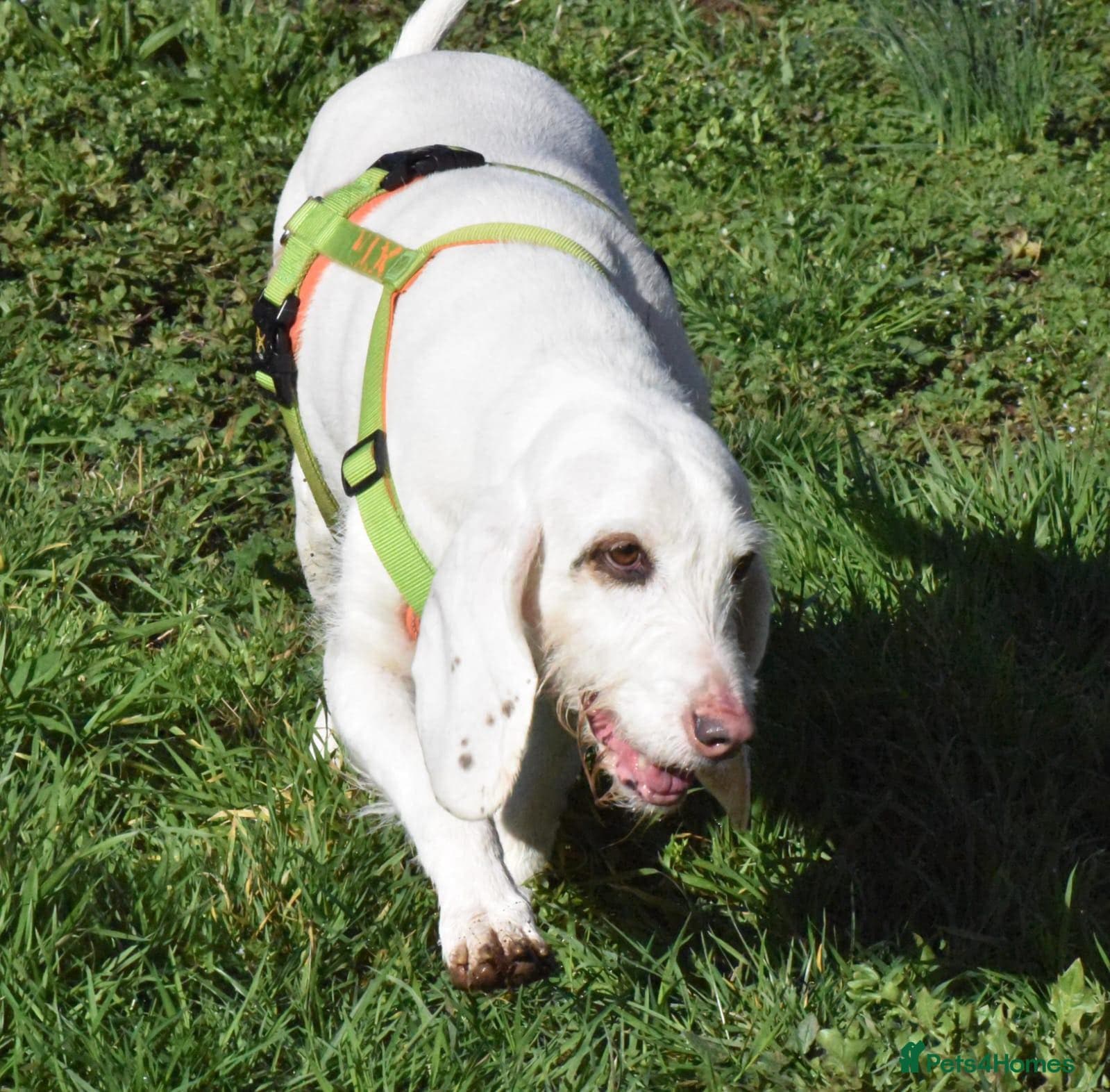 Tuna - lovely Griffon photo 6