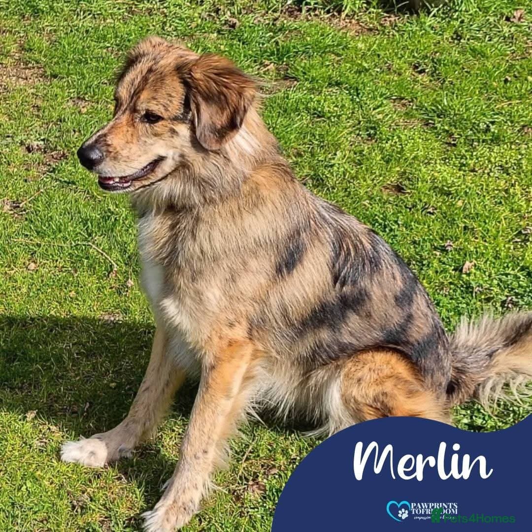 Meet Merlin,currently residing in Gloucestershire photo 2