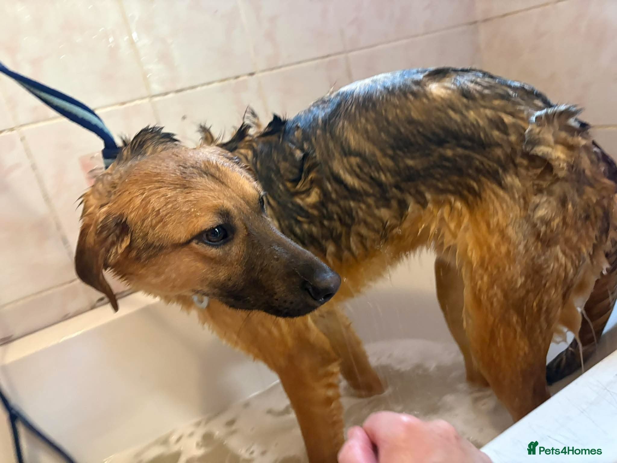 Dylan - Norwich Norfolk photo 15