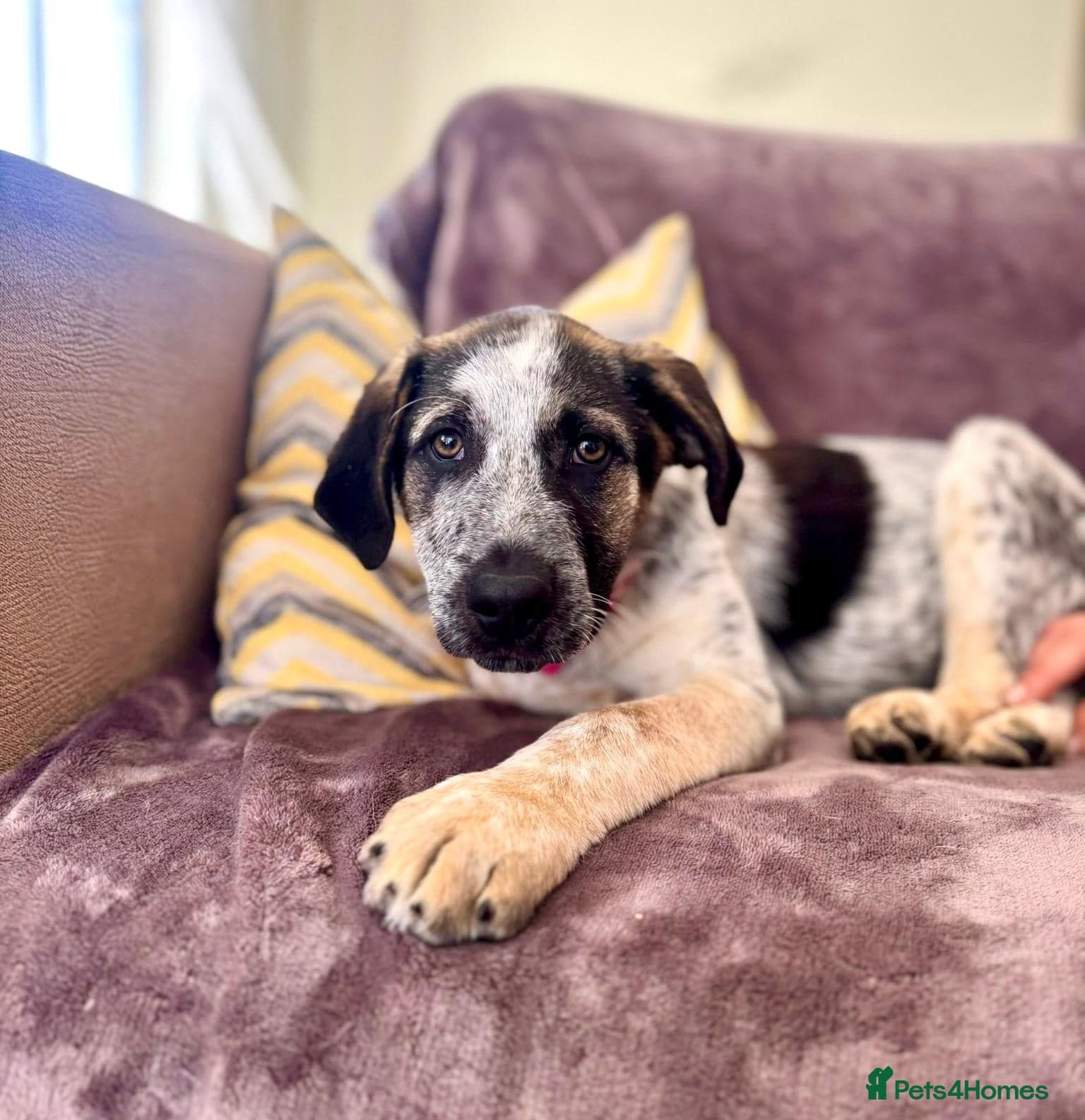 Easygoing Electra - Colourful Lab type photo 35