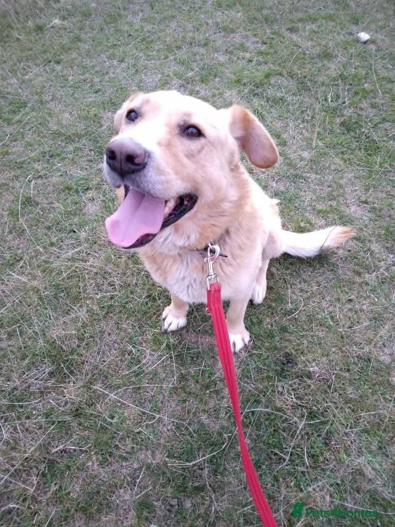 Meet Rex, currently residing in Essex photo 4