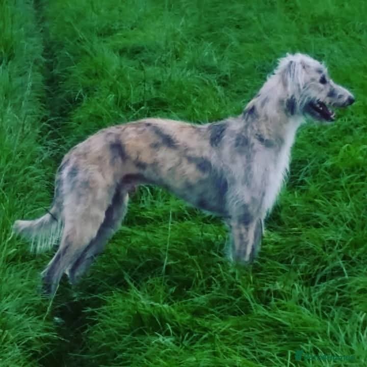 Meet Merlin, currently residing in Cheshire — Mixed Breed