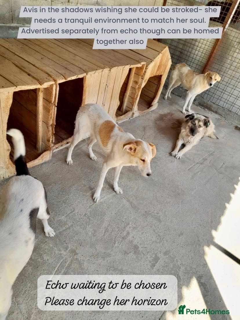 Avis- 20 months - photo 17