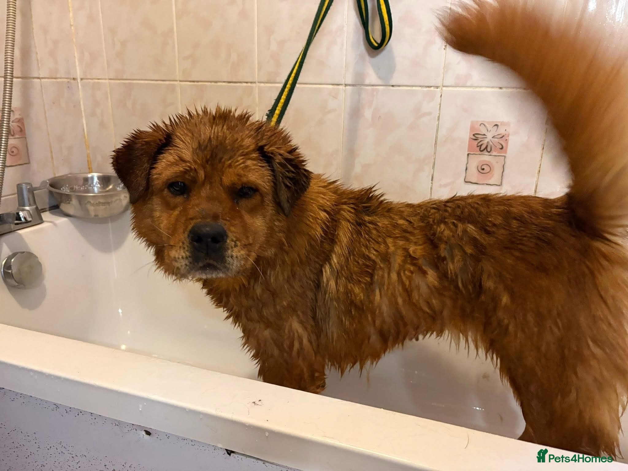 Princess - Norwich Norfolk photo 3