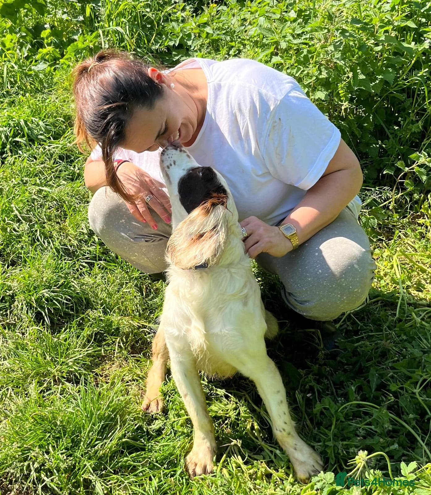 Springer Spaniel nine months old, Tino photo 3