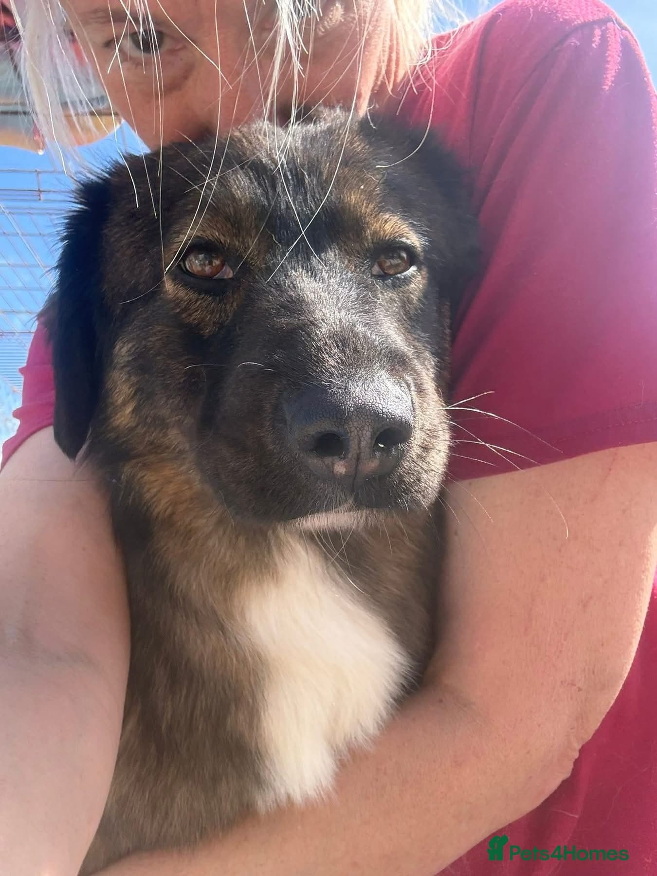 Belle - Norwich Norfolk photo 8