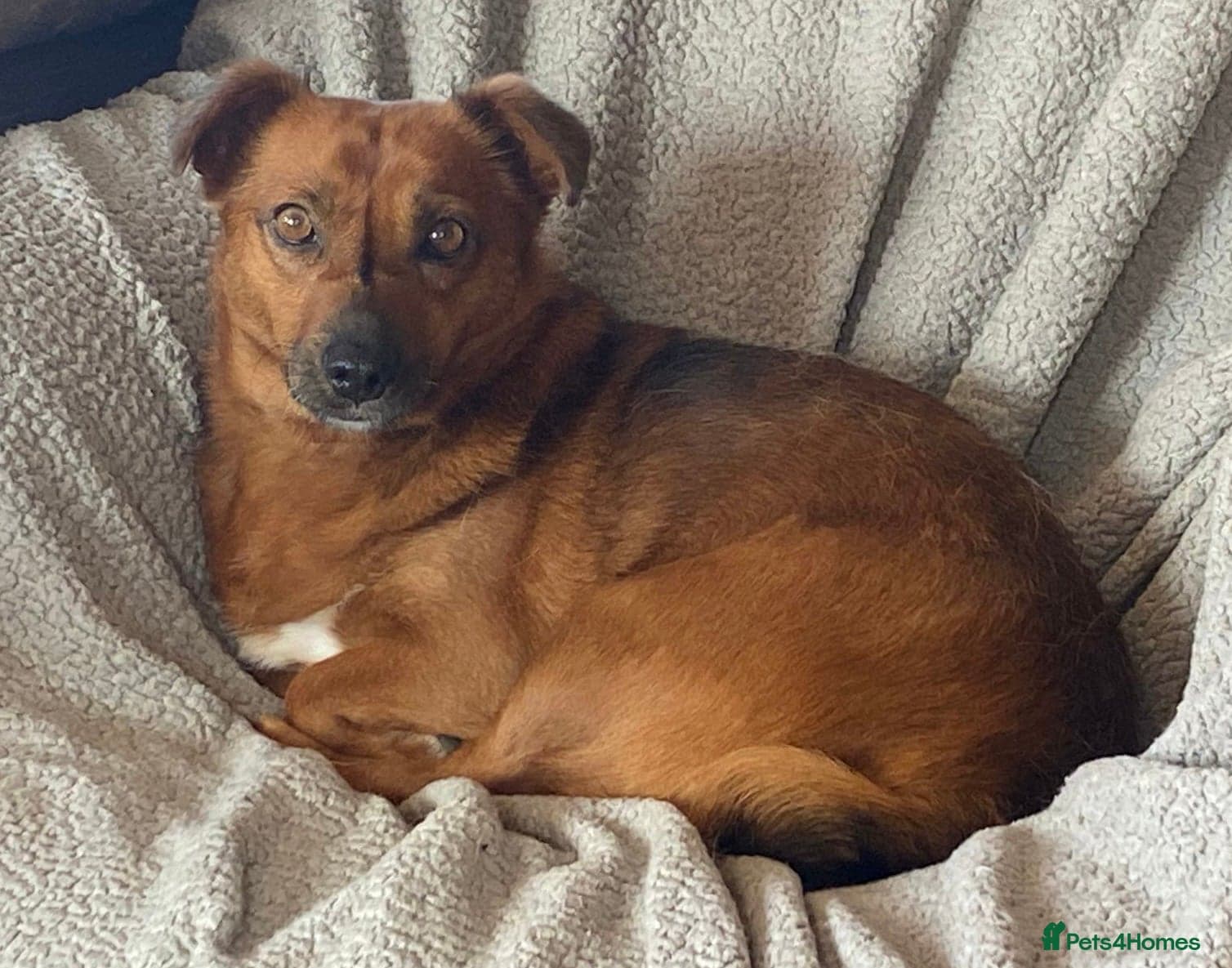 Dora the explorer photo 8