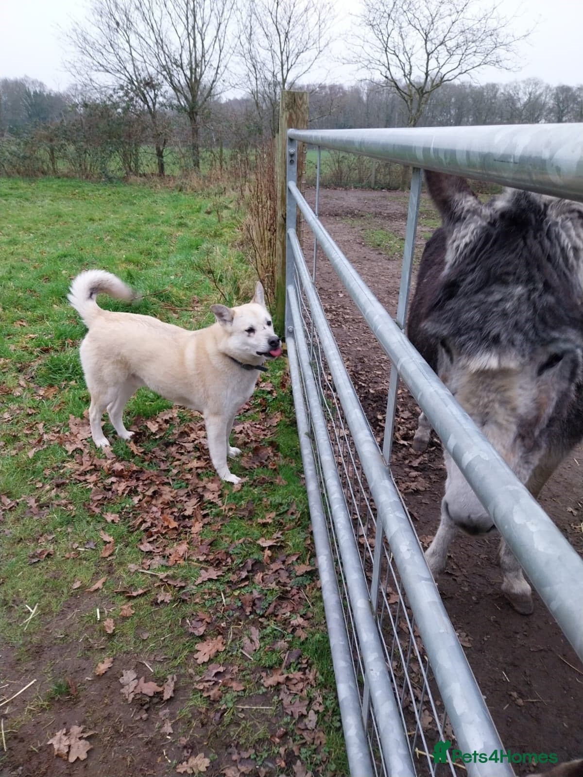 Handsome Fivos Huskey X Shepherd — Mixed Breed