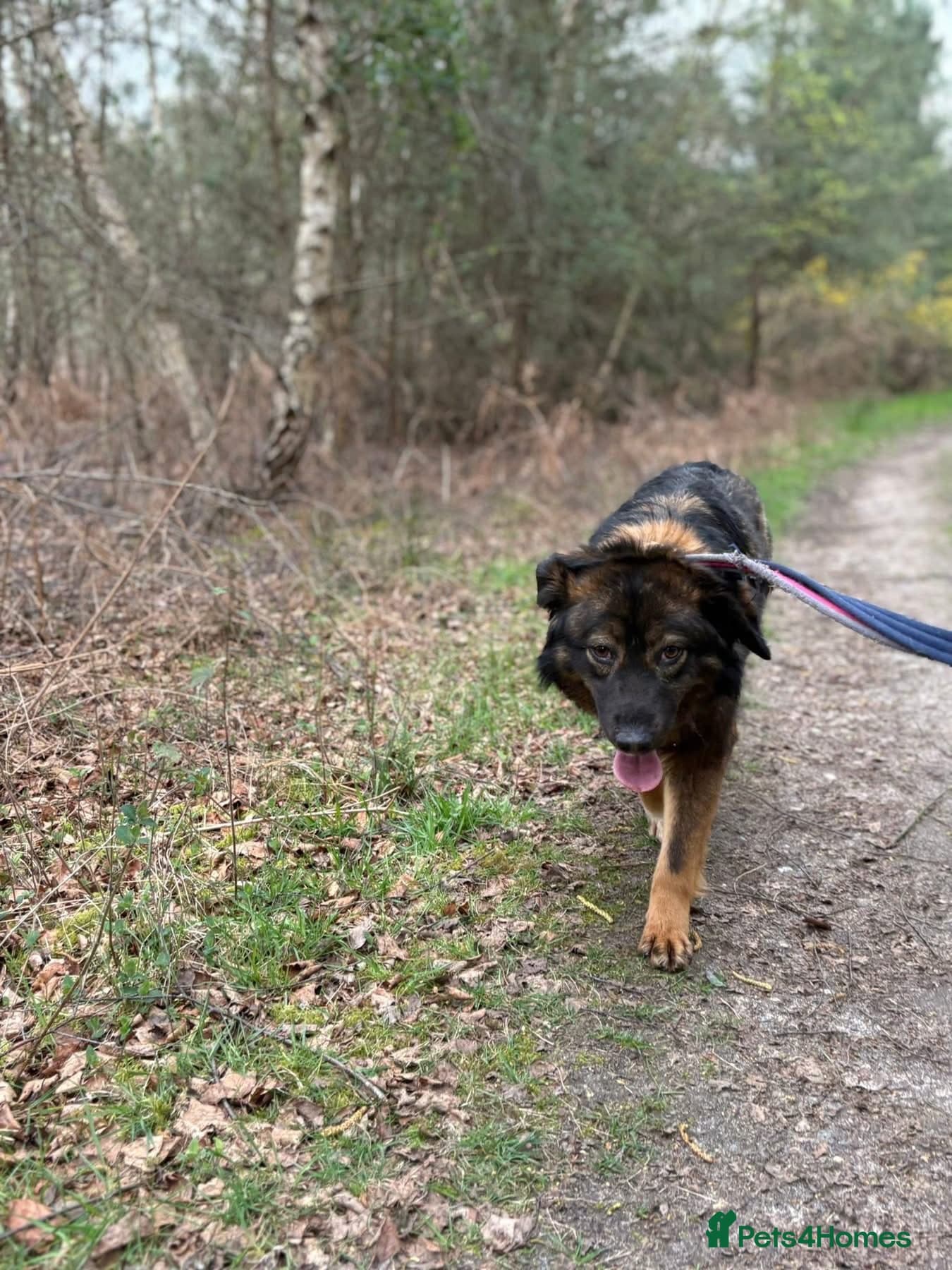 Belle - Norwich Norfolk photo 18