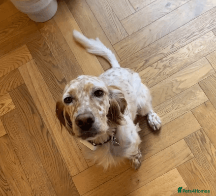 Bonnie (Laila) photo 6