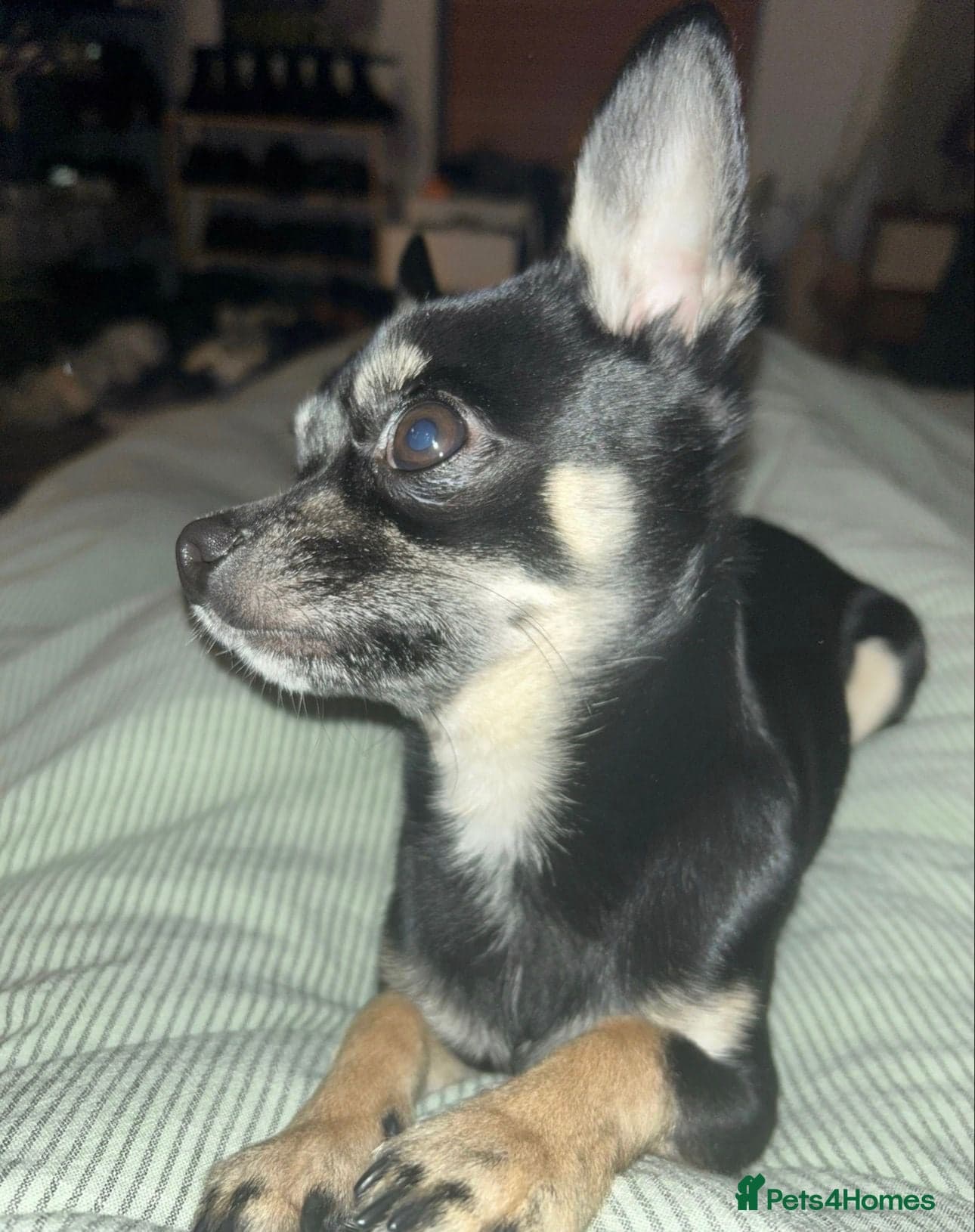 Chihuahua for adoption. boy — Chihuahua