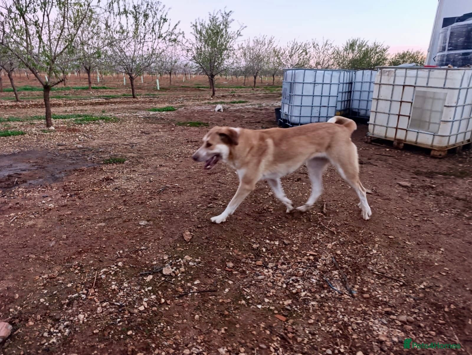 ️🚨URGENT FOSTER OR adopter needed. photo 8