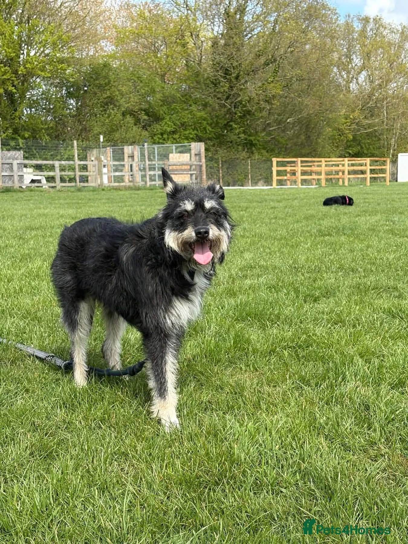 Mabel - Badersfield Norfolk photo 19