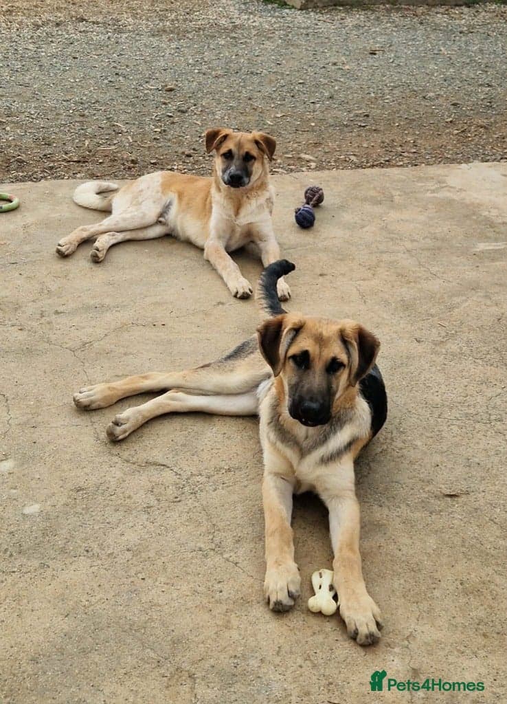 Adorable Atlas 6 month old photo 11