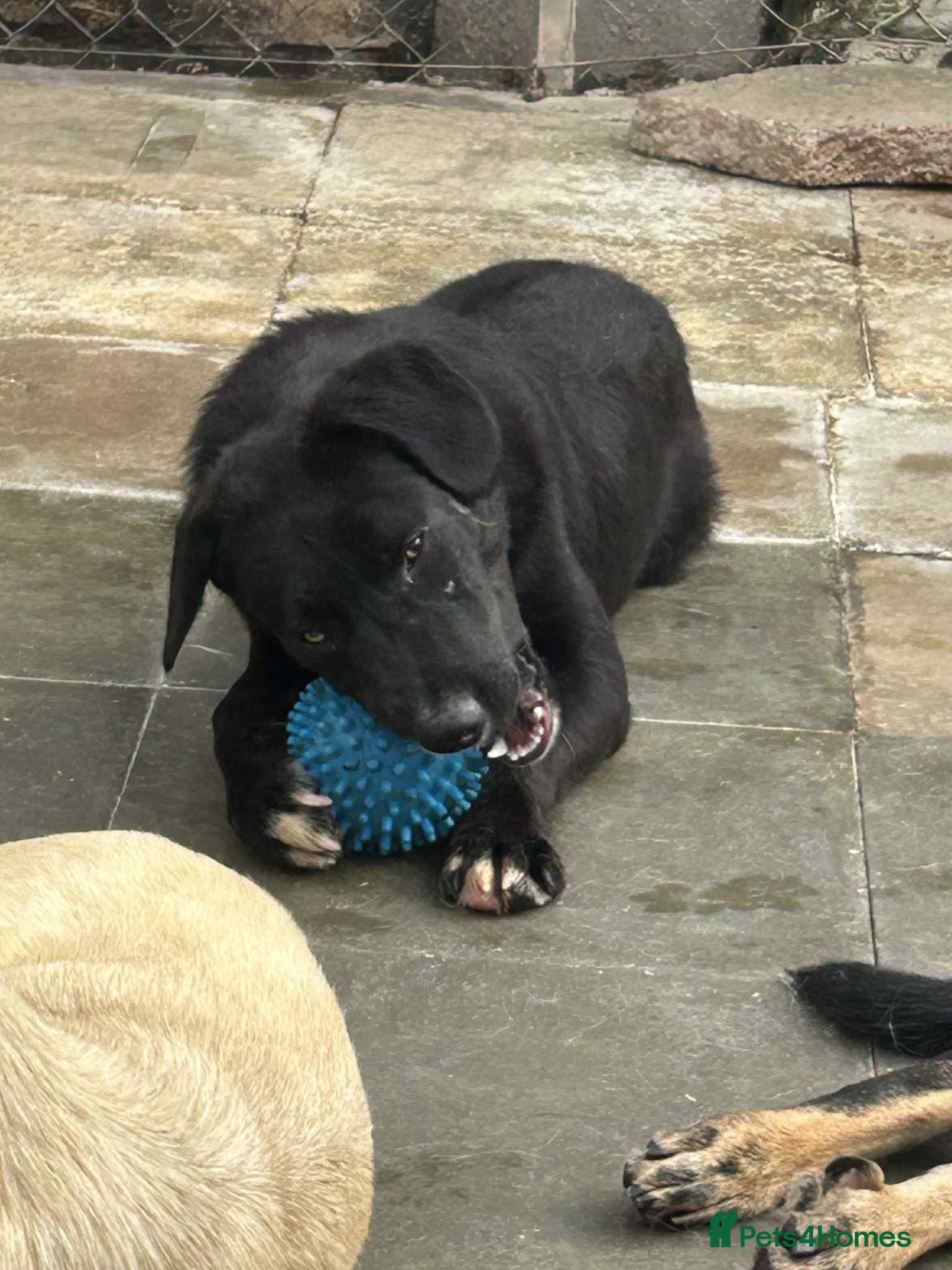 Barney - Norwich norfolk photo 13