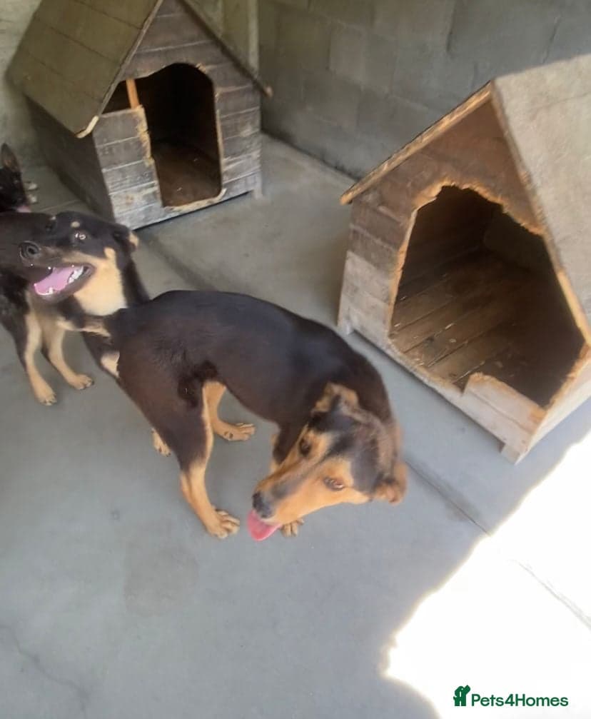 Murphy, 1-2 yrs old. photo 5