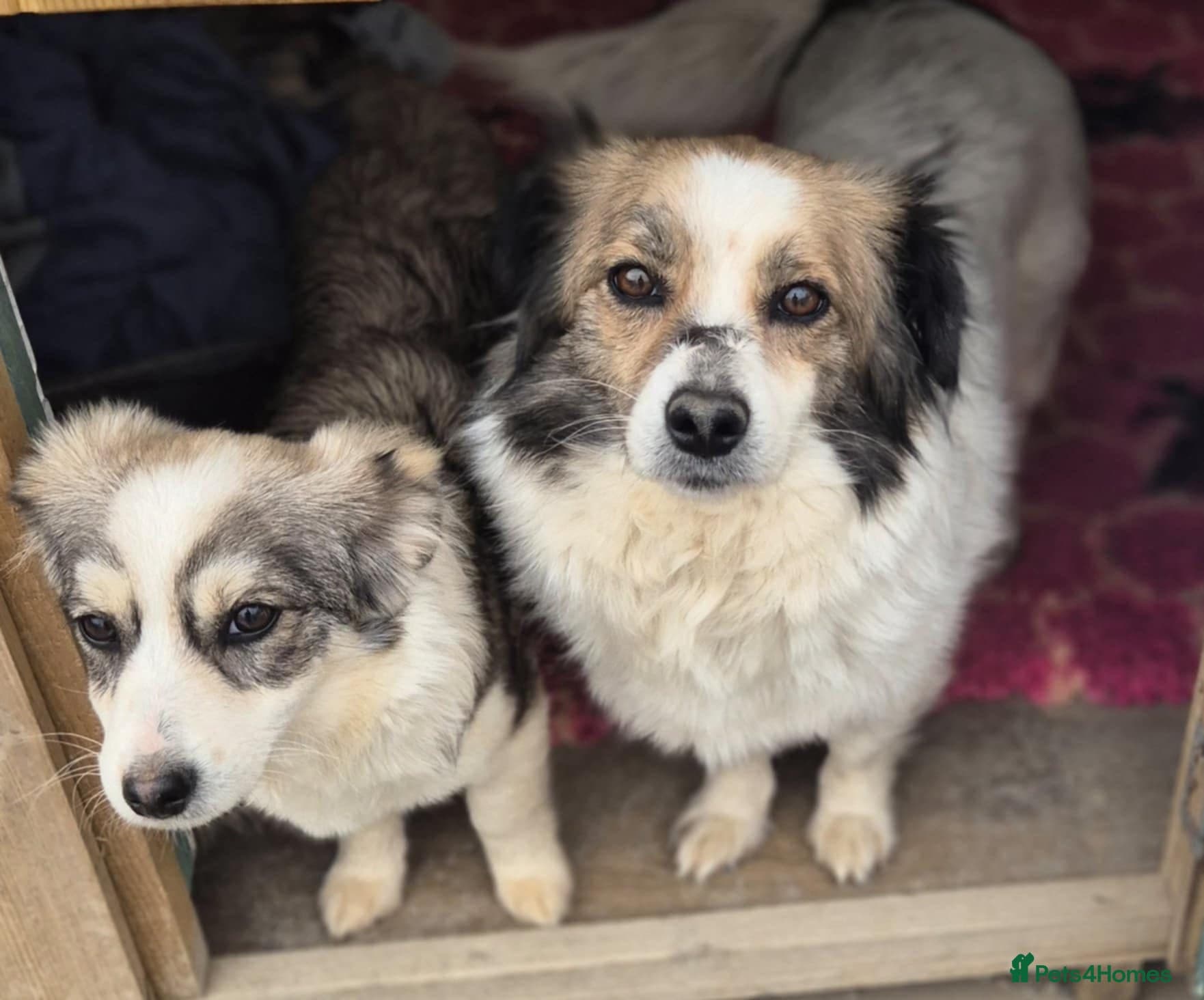 Sweetie Pie - In Ayr photo 8